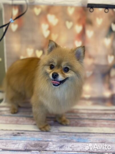 Грумер,стрижка собак,экспресс линька,тримминг