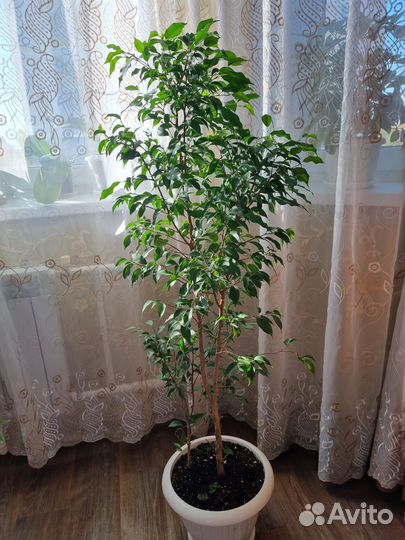 Фикус бенджамина большой