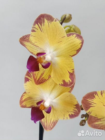 Орхидея Фаленопсис Папугай Papagayo