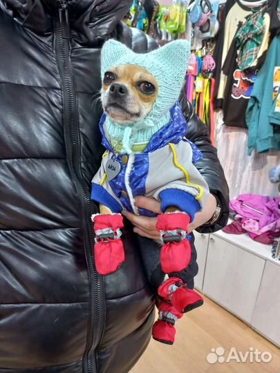 Вязка чихуахуа девочка