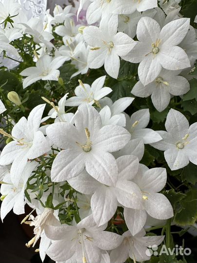 Кампанула невеста