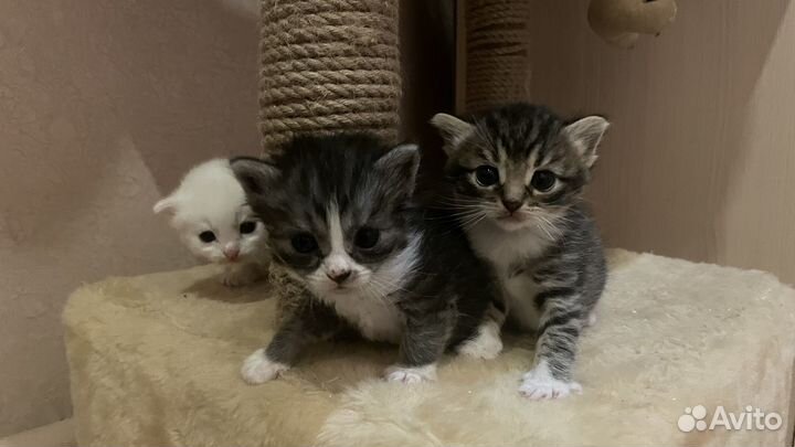 Британские котята