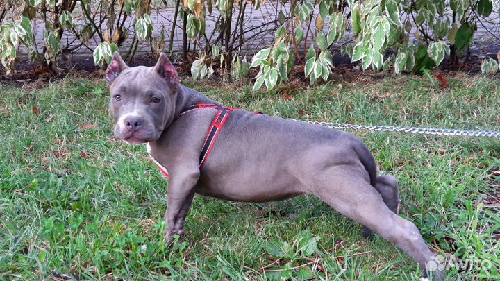 Американский булли покет щенки