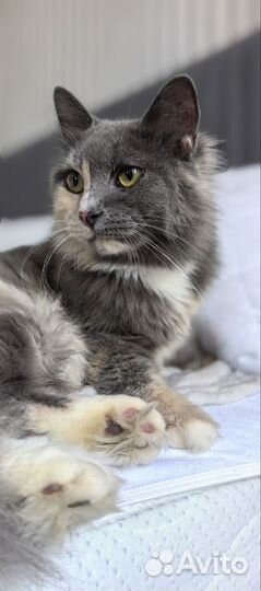 Кошка в частный дом ответственным людям