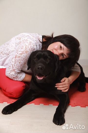 Лабрадор вязка