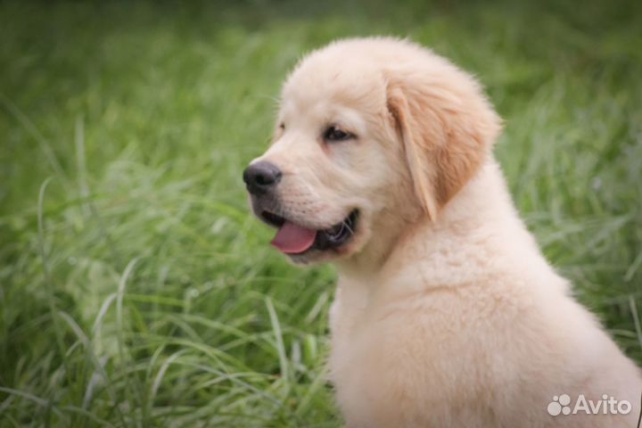 Щенки голден ретривера