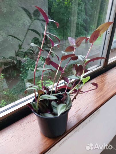 Традесканция зебрина