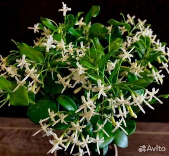 Таренна Дидидум. Брунфельсия Ундулата