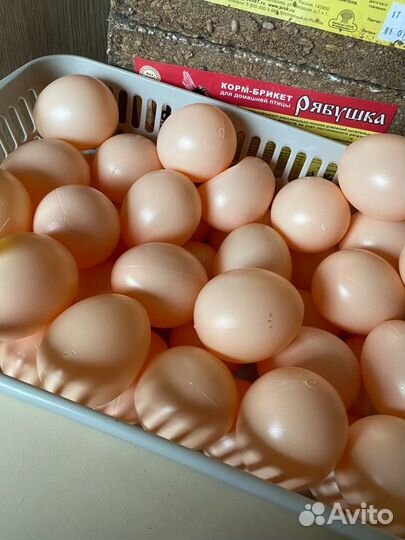 Подкладные яйца (муляж)