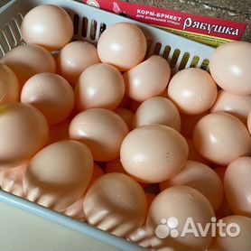 Как научить курицу насиживать яйца используя муляжное яйцо