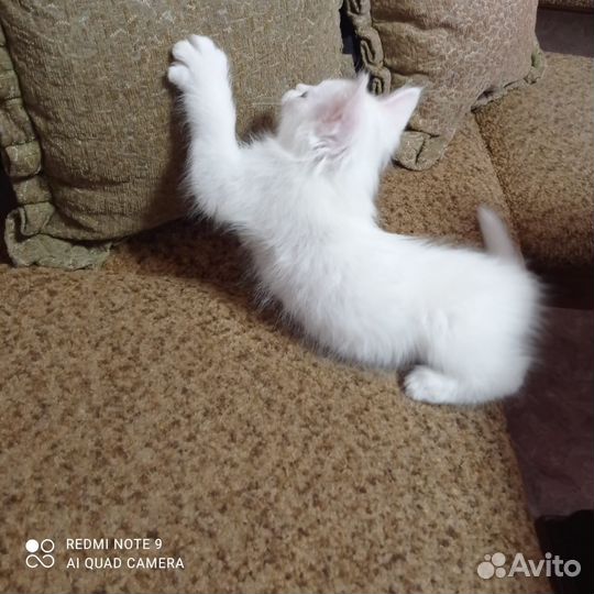 Котята в добрые руки бесплатно