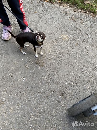 Продам чихуахуа мини