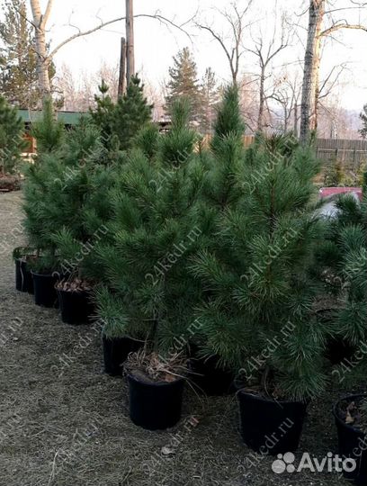 Сибирский кедр экстра класс. Саженцы