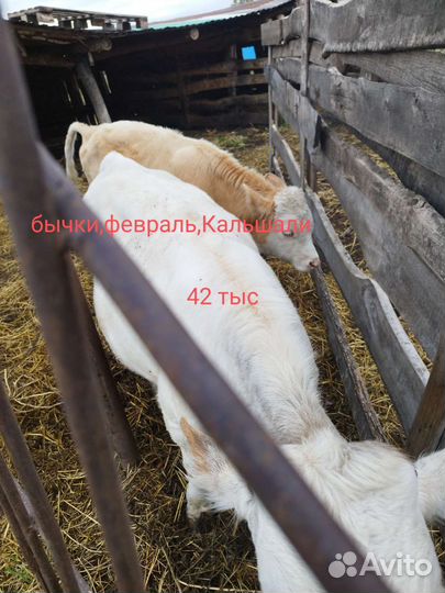 Бычек, девочка