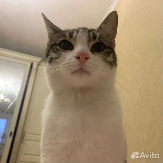 Отдам в добрые руки