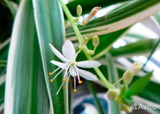 Хлорофитум