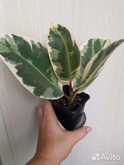 Фикус эластика Тинеке