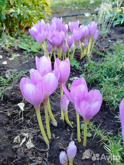 Многолетние садовые растения