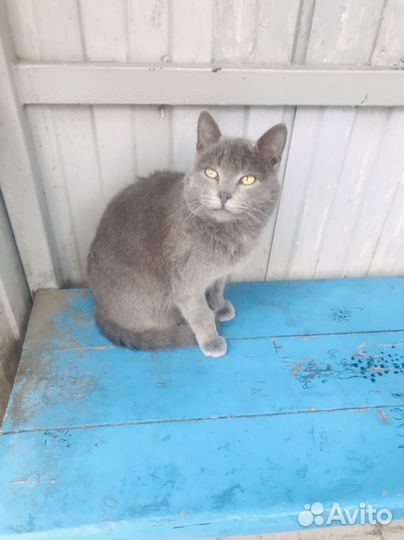 Британский котик