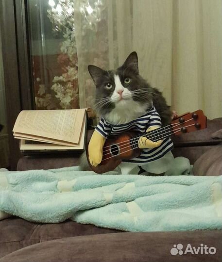 Костюм для кота гитарист