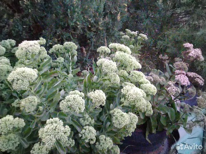 Очиток под срезку