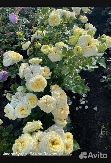 Саженцы роз