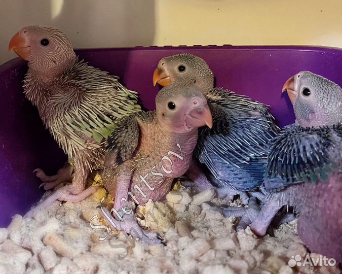 Птенцы-выкормыши ожерелового попугая, голубые