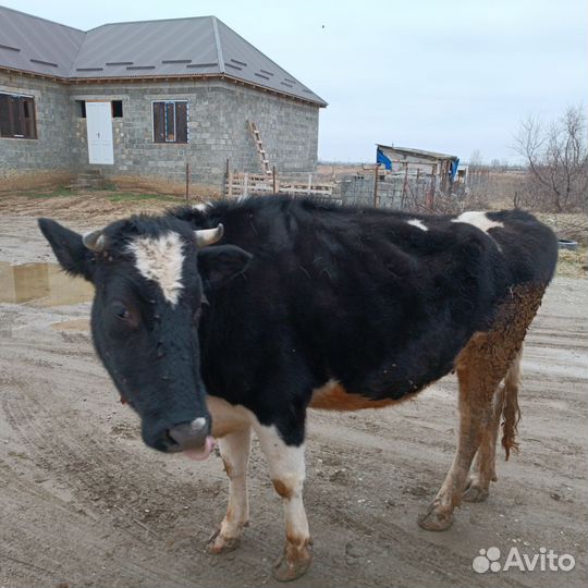 Корова породистая,Галштинская порода