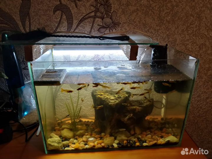 Аквариум с рыбками