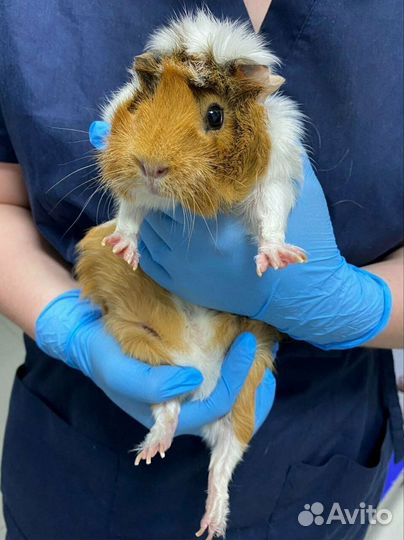 Врач-Ветеринар на дом круглосуточно Ветеринарный