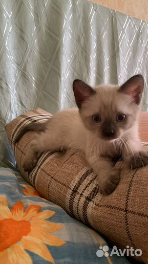 Сиамский котенок
