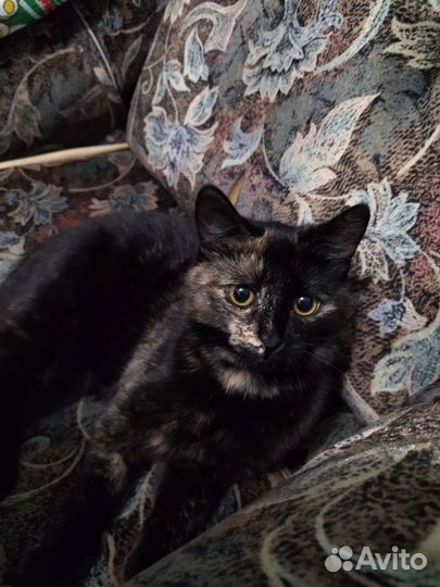 Багира ждет своих маму и папу