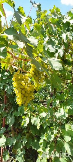 Саженцы и черенки элитных сортов винограда
