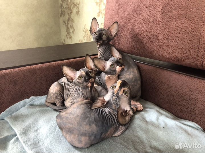 Канадский сфинкс котенок