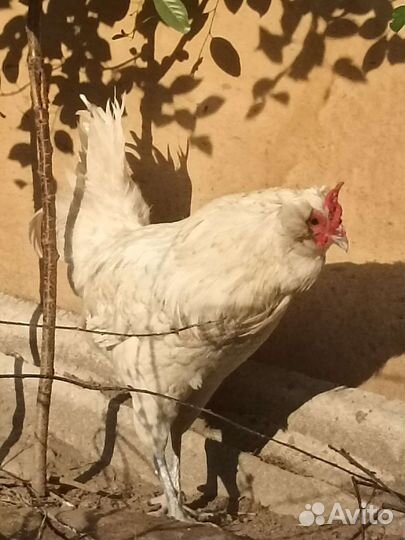 Петух какой-то немецкая порода