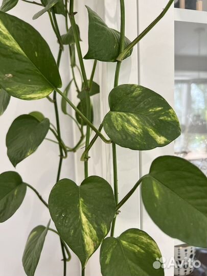 Эпипремнум марбл квин