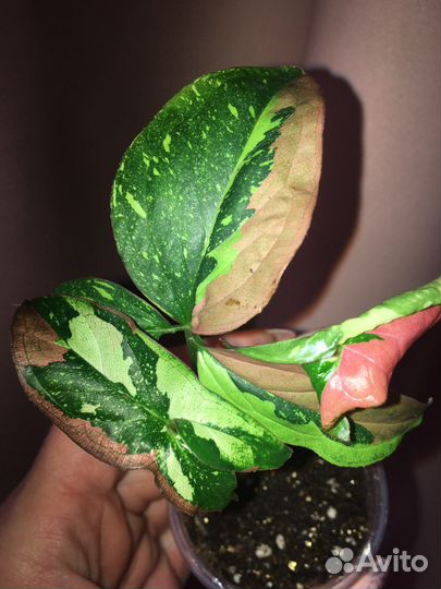 Сингониумы Ред спот триколор