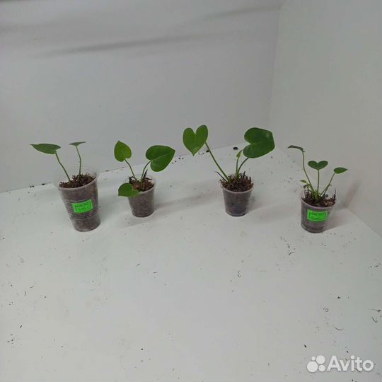 Антуриум розовый