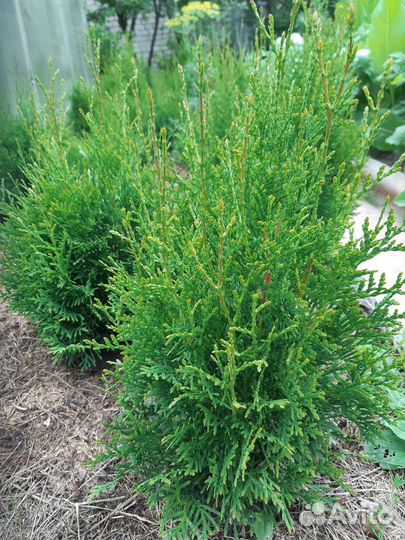 Туя Смарагд