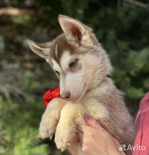 Щенки сибирской хаски, девочка 2,5 мес