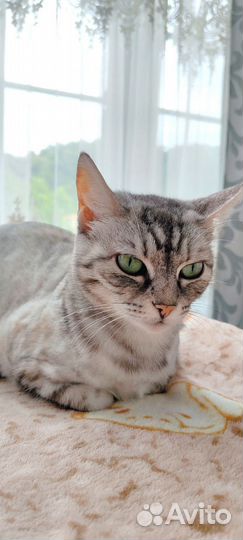 Зеленоглазая кошечка Боня