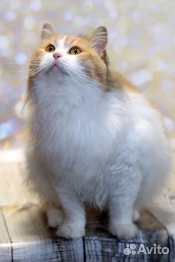 Кошка в добрые руки