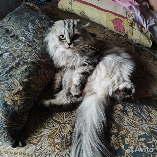 Шотландская вислоухая кошка с документами