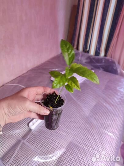 Пассифлора северная укорененные черенки