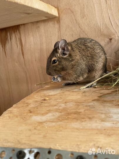 Чилийская белка дегу