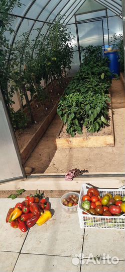 Перец и помидоры домашние