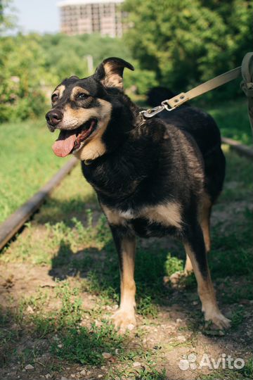 Собака-компаньон Машка в добрые руки