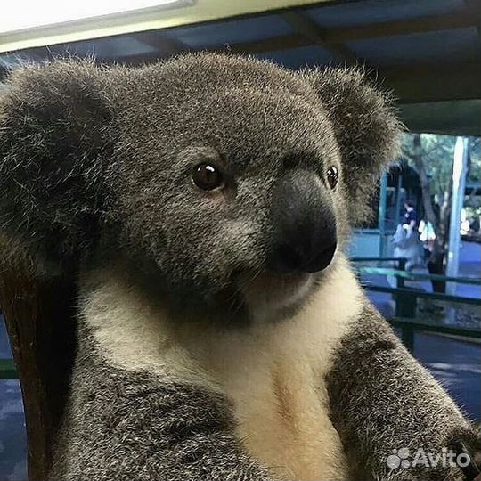 Ремень для тяжелой атлетики