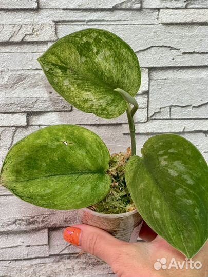 Сциндапсус вариегатный