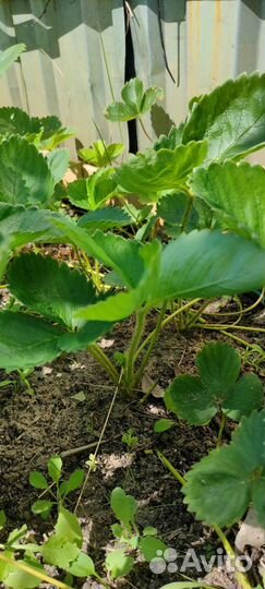 Рассада клубники гигантелла